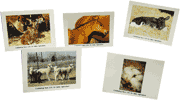 Note Cards, Animals